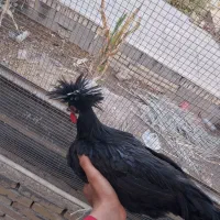 جوجه خروس لهستانی اصل|حیوانات مزرعه|فردوس (خراسان), |دیوار