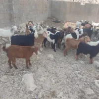 گوشت‌کهره‌موجوده|حیوانات مزرعه|جم, |دیوار