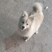 سگ نر