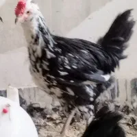 تعداد5عدد نیمچه گلین|حیوانات مزرعه|کرج, کوی کارمندان شمالی|دیوار