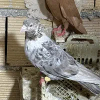 کلاغ نواری  هفت رنگ۴۰ سانتی عتیقه پرشی