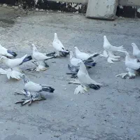 کبوتر پا پر|پرنده|آذرشهر, |دیوار