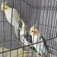 حراج طوطی عروس هلندی|پرنده|رشت, استقامت ۱|دیوار