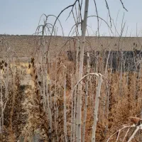 نهال توت|خدمات باغبانی و درختکاری|مشهد, درزآب|دیوار