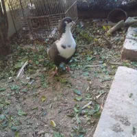 جفت کرواتی|پرنده|خرمشهر, |دیوار