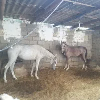 اسب مادیون خالص عربی