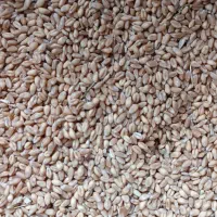 گندم|لوازم جانبی حیوانات|حسن آباد, |دیوار