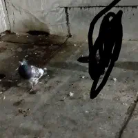 ی عدد نر پاکستانی سیاه نر گمشده مژدگانی جوجه دار