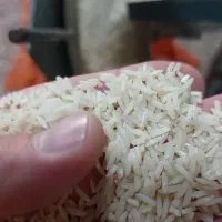 برنج هاشمی خالص درجه ۱