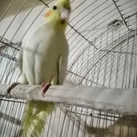 فروش و معاوضه انواع عروس هلندی های جفت مولد|پرنده|قیدار, |دیوار