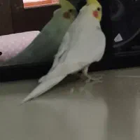 عروس هلندی نر سخنگو
