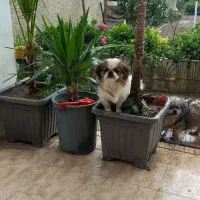 گمشده   سگ پیکینیز|سگ|نشتارود, |دیوار