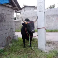 ورزا چالوسی