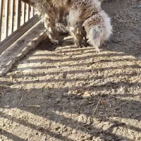 سگ پودل معاوضه باکفترومرغ وخروس|سگ|اردبیل, |دیوار