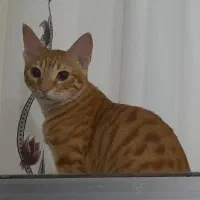 گربه نارنجی نر خانگی