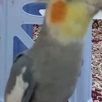 عروس هلندی|حیوانات|لیسار, |دیوار