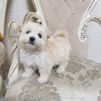 فروش مالتیز عروسکی