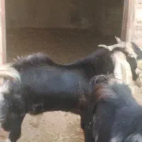 کهره نر و نری و بره