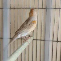 قناری ماده|پرنده|اصفهان, عسگریه|دیوار