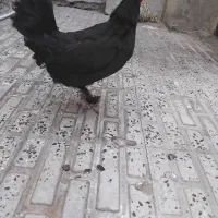 مرغ پاپر