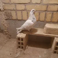 کله دم بور شکار