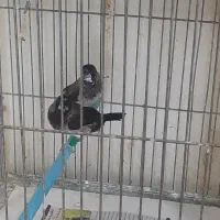 بنگالی،فنچ پرستار جفت واقعی|پرنده|تهران, شارق|دیوار