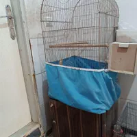 عروس مولد|پرنده|اراک, |دیوار