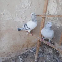 یک‌ جفت نرو ماده شامی کاکلی کرمونی