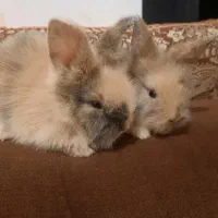 خرگوش لوپ و جرسی|موش و خرگوش|بوشهر, |دیوار