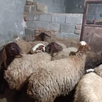 میش،یا گوسفند بره دار|حیوانات مزرعه|سنندج, |دیوار