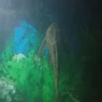 ماهی آکواریوم