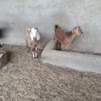 بز وکعره
