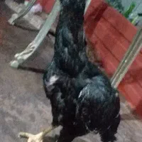 مرغ لاری ترک