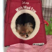 سگ پامرانین