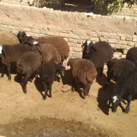 بره نر وماده های شال خوش قیمت|حیوانات مزرعه|اسفرورین, |دیوار