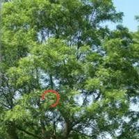 برداشت گردو|خدمات باغبانی و درختکاری|خسروشاه, |دیوار