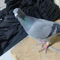 کبوتر.پلاکی. ماده.ازبلندی گرفتم|پرنده|تهران, مولوی|دیوار