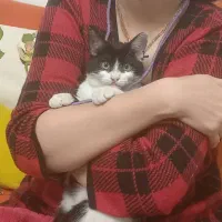 گربه ماده تاکسیدو رایگان