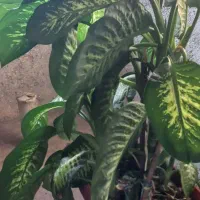 گل دیفن باخیا برگ پهن