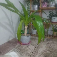 دوتا گل سوسن فروشی