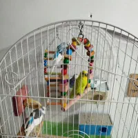 فروش چند عدد مرغ عشق با قفس همه چی|پرنده|جوانرود, |دیوار