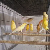 قناری|پرنده|قم, شهرک امام حسین|دیوار