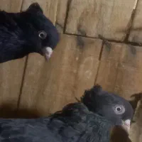 زاغ چشم نوک سفید