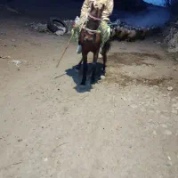 فروش اسب مادیان|اسب و تجهیزات اسبسواری|سبلان, |دیوار