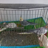 ۳ عدد طوطی عروس فروش فوری