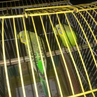 یک جفت مرغ عشق سبز بالغ|پرنده|دره شهر, |دیوار