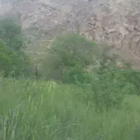 زمین باغی در شهر جیرنده (سند تک برگ)|فروش زمین و ملک کلنگی|جیرنده, |دیوار