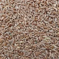 گندم قرمز محلی تمیز ریز درجه یک