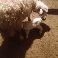 بره شیری نر