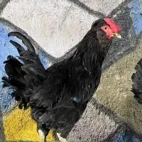 مرغ و خروس گلین جفت